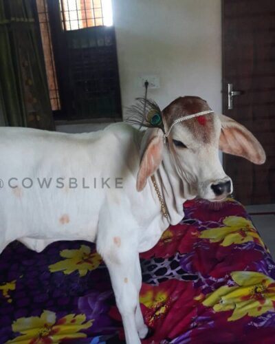 Subpost 1 - Jai shree krishna_pray_type_1_2_... - cows- desicow - cowsofinstagram - cutecow  - b ( 1080 X 1080 )