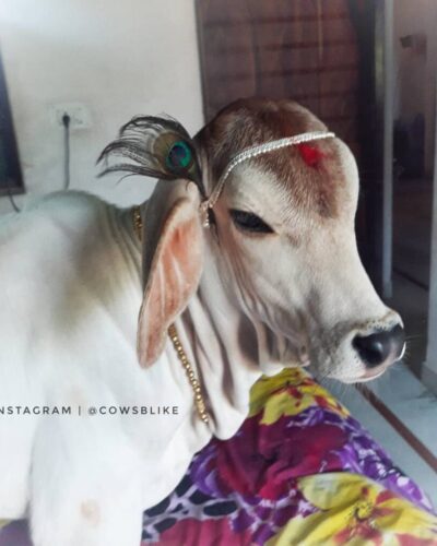 Subpost 2 - Jai shree krishna_pray_type_1_2_... - cows- desicow - cowsofinstagram - cutecow  - b ( 1080 X 1080 )